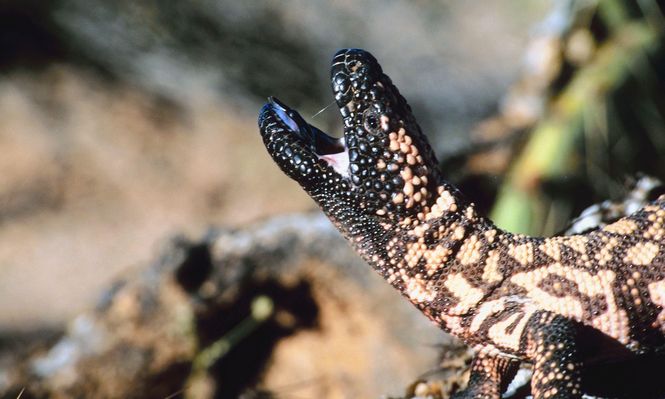 De un ser adaptado para vivir al desierto al organismo humano: una hormona del veneno del monstruo de Gila es la base de la semiglutida.