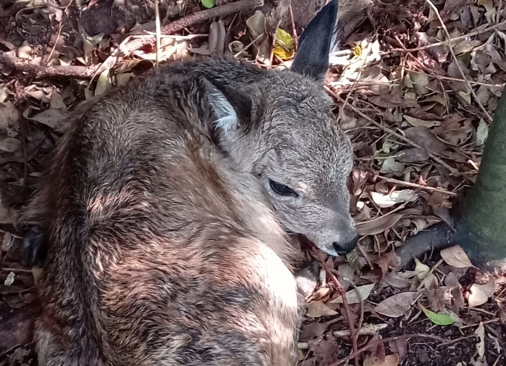 Cría de venado de campo