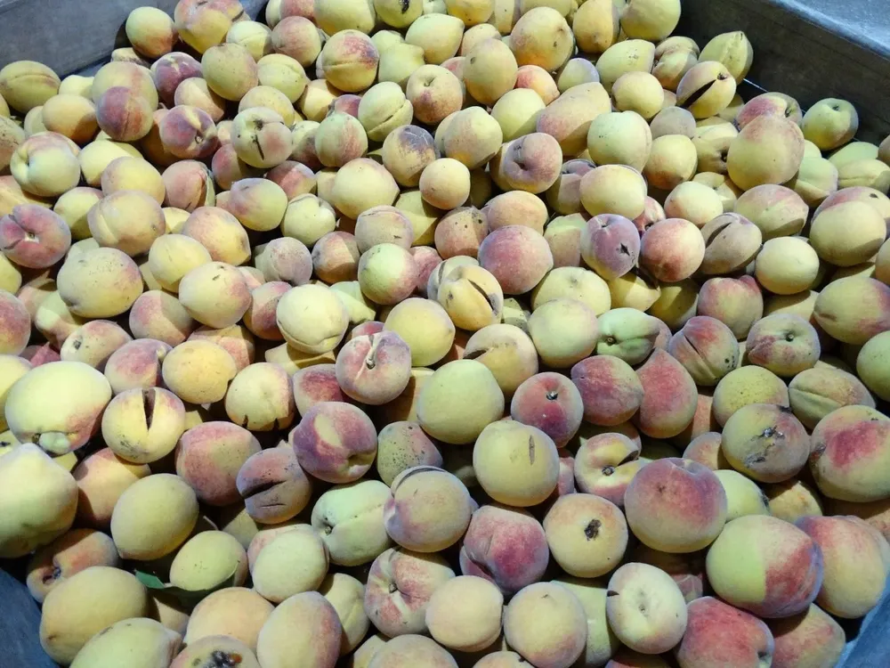Duranznos, más chicos y con detalles, pero igual de nutritivos y sabrosos.