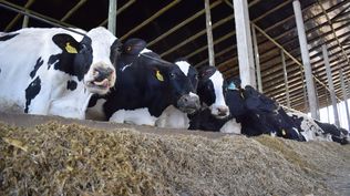 Lechería: producción con base en el sistema de cama calienta en Uruguay, en la cabaña y tambo El Chivo, en San José.
