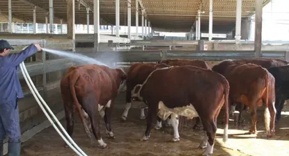 Faena vacuna: cuando hay paros sorpresivos, dependiendo de diversos factores, hay ganados que permanecen mucho tiempo en los corrales y a veces deben regresarlos a los campos.