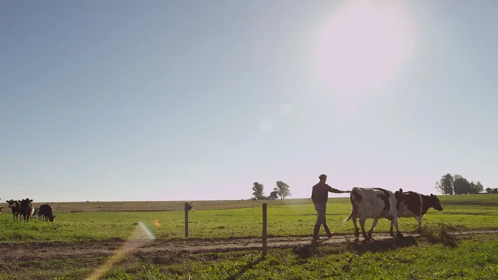 Producción de leche en tambos de Uruguay.