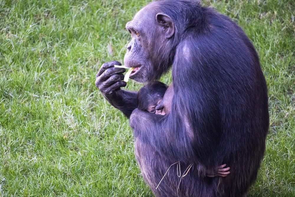 Imagen del chimpancé nacido en el Bioparc. EUROPA PRESS