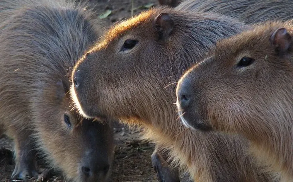 El carpincho (Hydrochoerus hydrochaeris) es una de las presas más comunes durante Semana de Turismo, si bien su caza es ilegal
