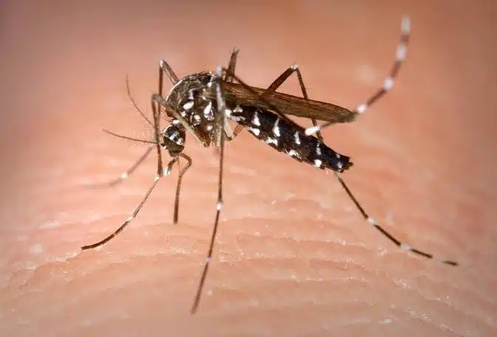 El mosquito Aedes Aegypti que transmite el dengue