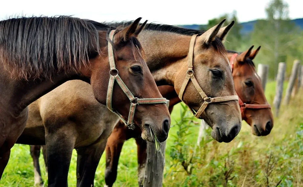 Archivo: caballos.