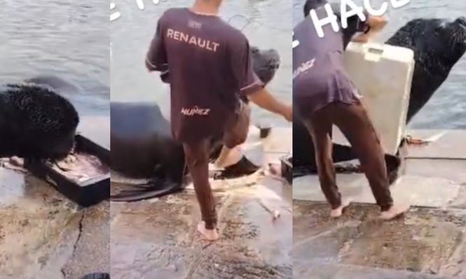 Ataque a lobo marino en Maldonado
