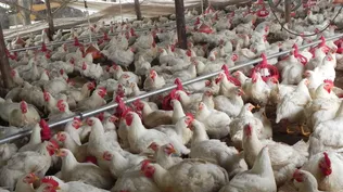 Producción de pollos (archivo)