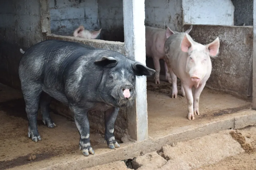 El animal fue modificado genéticamente para que el receptor no rechazase el órgano