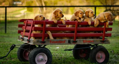 Averigua qué razas de perro prefieren los hogares españoles y por qué son tan populares para la adopción.