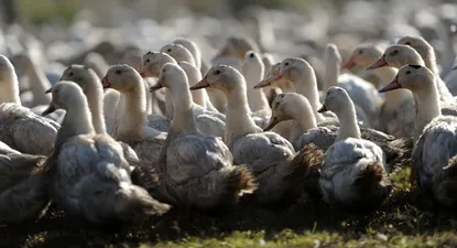 El virólogo Juan Cristina subrayó la importancia que quienes tienen aves –ya sea el sector avícola o cualquier persona con aves de corral– no permitan el contacto entre las aves migratorias con las domésticas