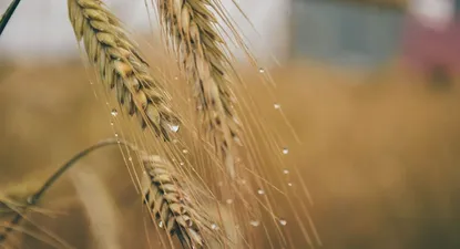 Ucrania y Rusia son dos jugadores importantes como proveedores de trigo y maíz.