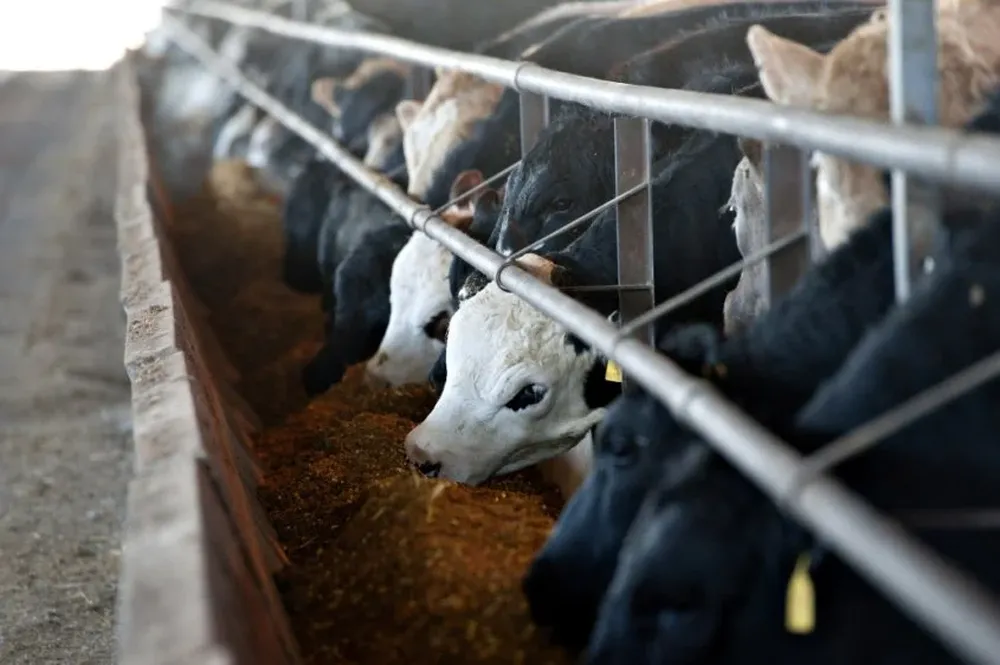 Vacunos en un corral de engorde de Illinois, en EEUU