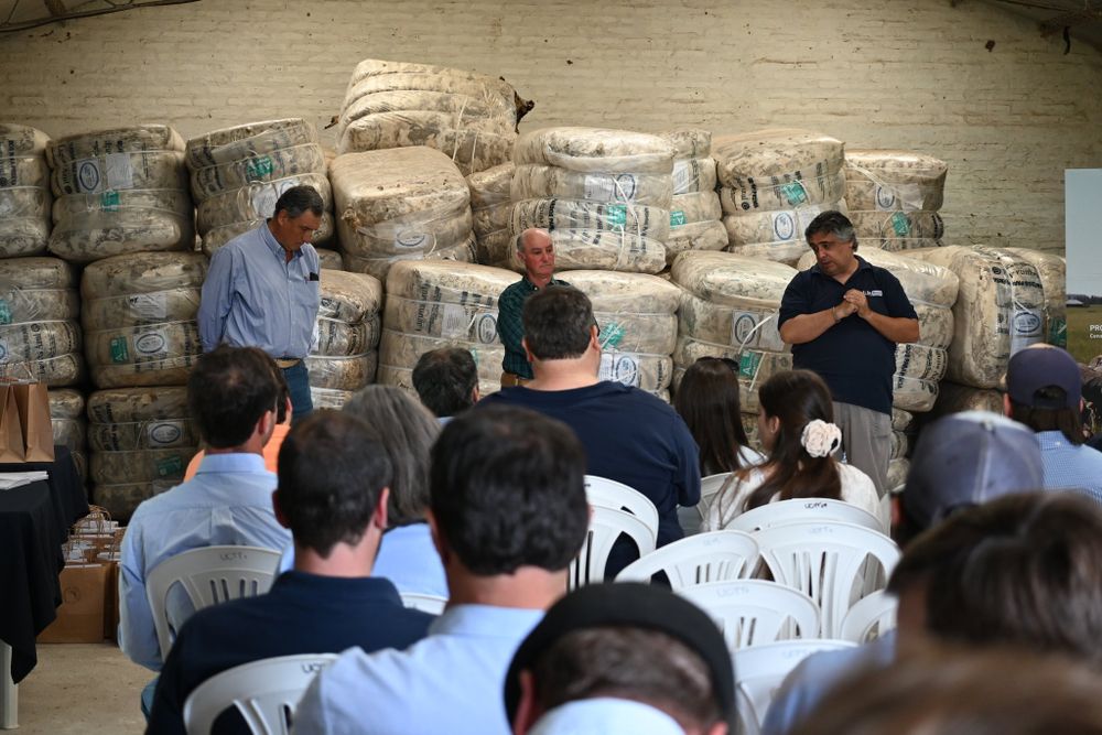 Uruguay: jornada de entrega de carneros de la Regional de Innovación de Lanas Ultrafinas (CRILU).