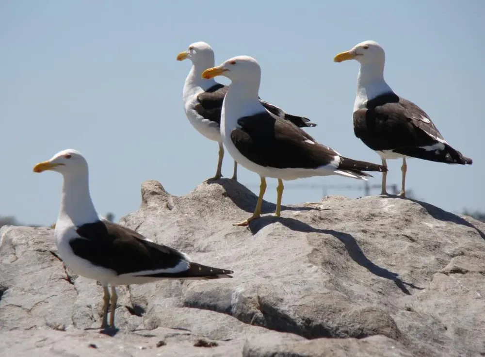 La gaviota cocinera alcanza los mil ejemplares en la isla. Mide unos 30 centímetros de alto