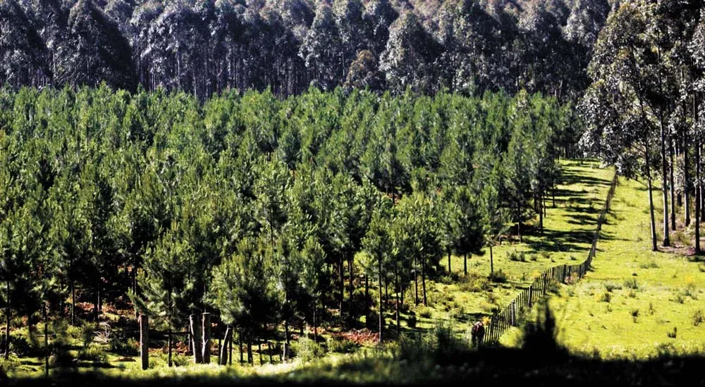 La llegada de una nueva pastera puede ser un elemento adicional.