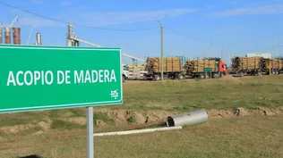 Montes del Plata baja su previsión de producción