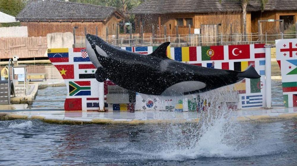 Una de las orcas del zoológico Marineland Antibes, en la Riviera francesa.
