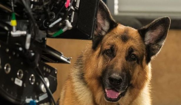 Comisario Rex: la serie que este año cumple 30 años y tiene el mejor perro del mundo