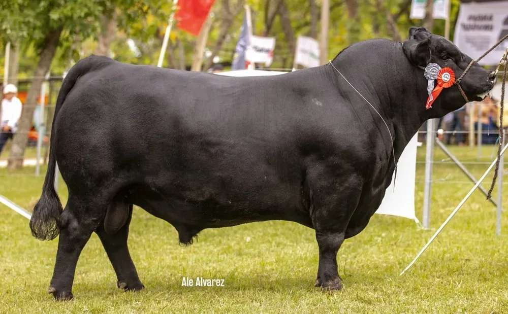 MegaAgro vendió el 100% de la oferta.