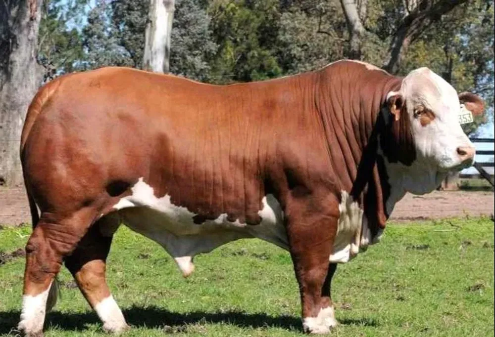 La venta de La Victoria y Los paredones se hará en el Local Conventos.