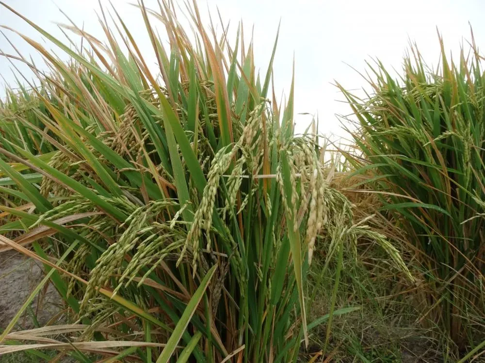 Arroz (foto), maíz y soja son los tres cultivos que ocupan más área en Brasil.