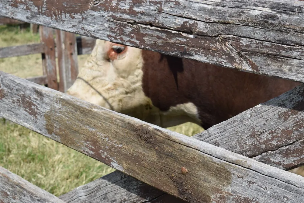 Parten a China los tres toros que Lacalle Pou le regaló a Xi Jinping