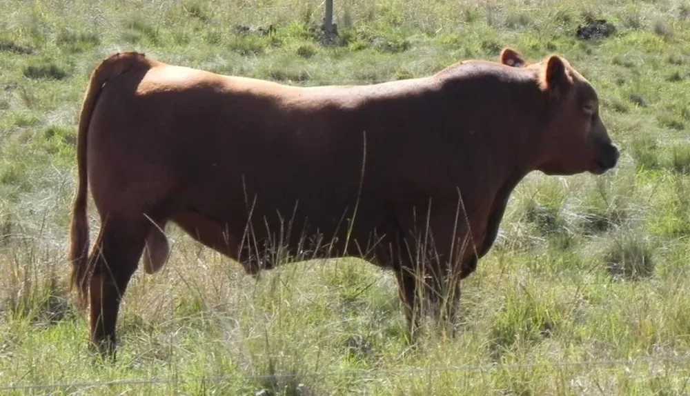 Habrá 25 toros negros y colorados