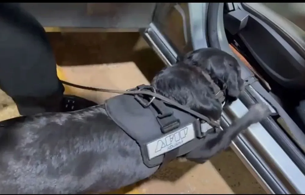 La perra Fili que detectó la droga escondida