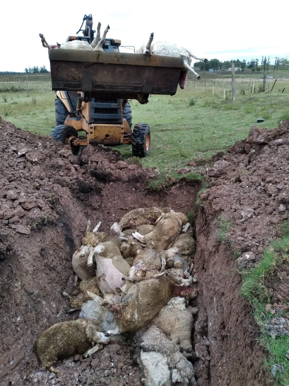 Productor entierra ovinos muertos tras ataque de perros.
