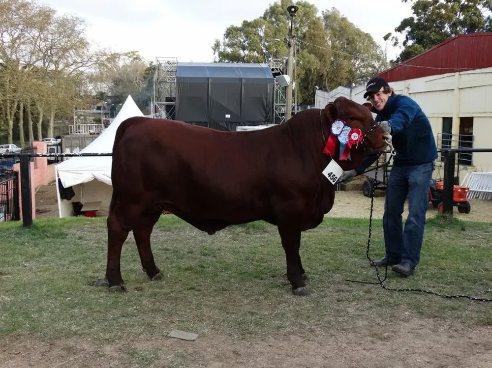 Gran Campeón Senepol de Vetas Naturales S.A