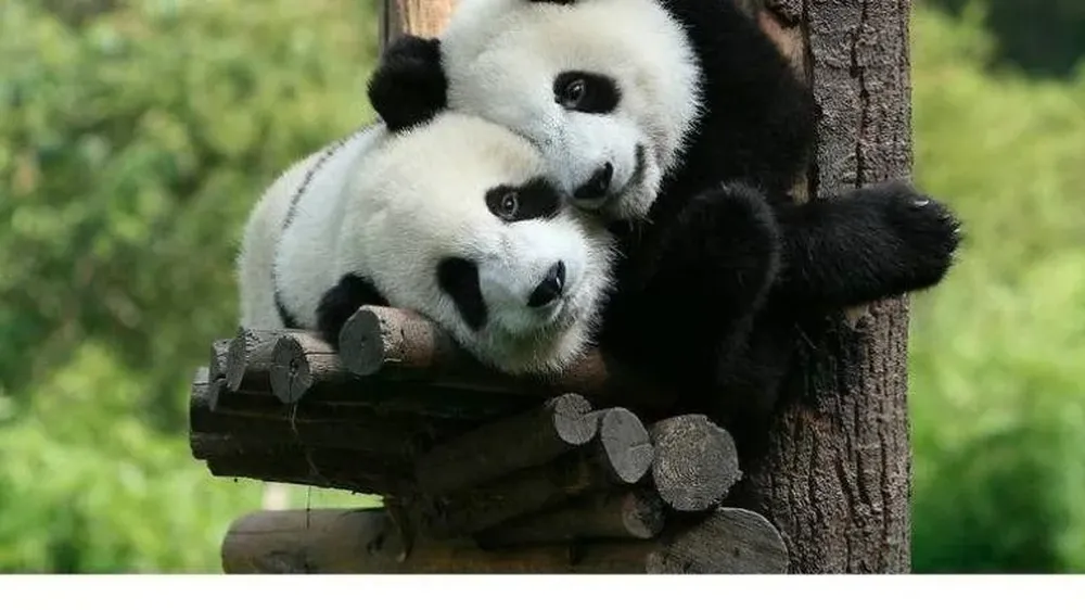 Los pandas Jin Xi y Zhu Yu