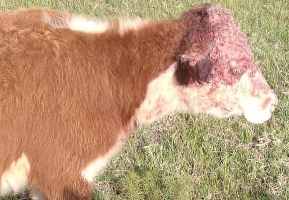 Uno de los vacunos atacados por perros, próximo al basural de Melo.