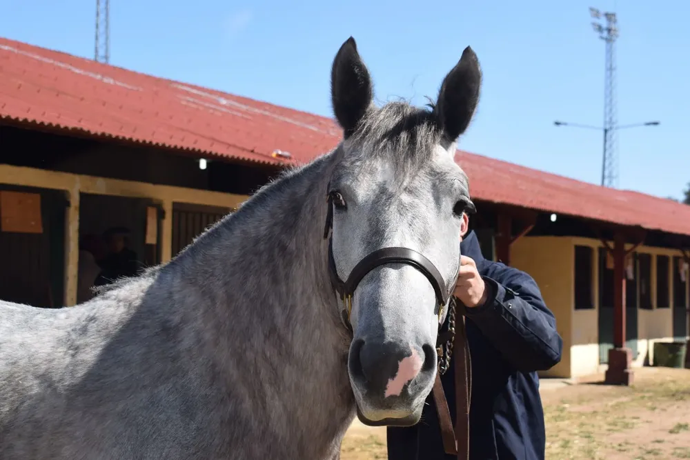 Mansa, fuerte y femenina, la Gran Campeona.