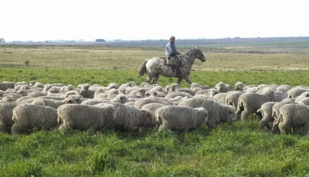 En volúmenm físico Uruguay exportó 51,9 millone de kilos de lana equivalente base sucia y 19.000 toneladas de carne ovina