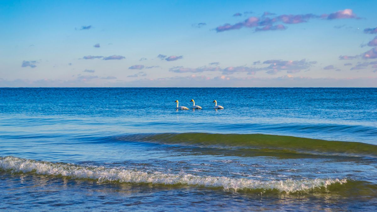 Otro cisne muerto por gripe aviar, ahora en Canelones: MGAP refuerza la vigilancia epidemiológica