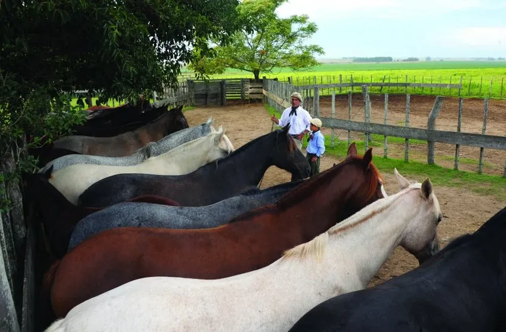 Los interesados pueden realizar su prepique en la web y acceder a un descuento de 15%