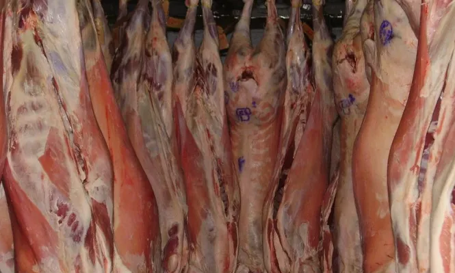 Canales súper pesadas provenientes de corderos de madres híbridas y padres carniceros.