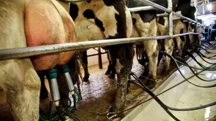 La ayuda oficial de créditos para tamberos se enmarca en la política de emergencia agropecuaria