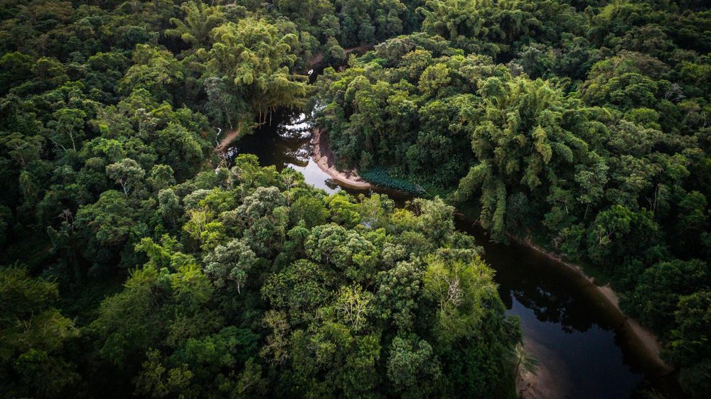 La deforestación en el Amazonas cayó en su nivel más bajo en nueve años.