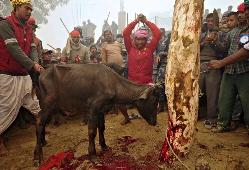 Sacrificios de animales por cuestiones religiosas en Nepal