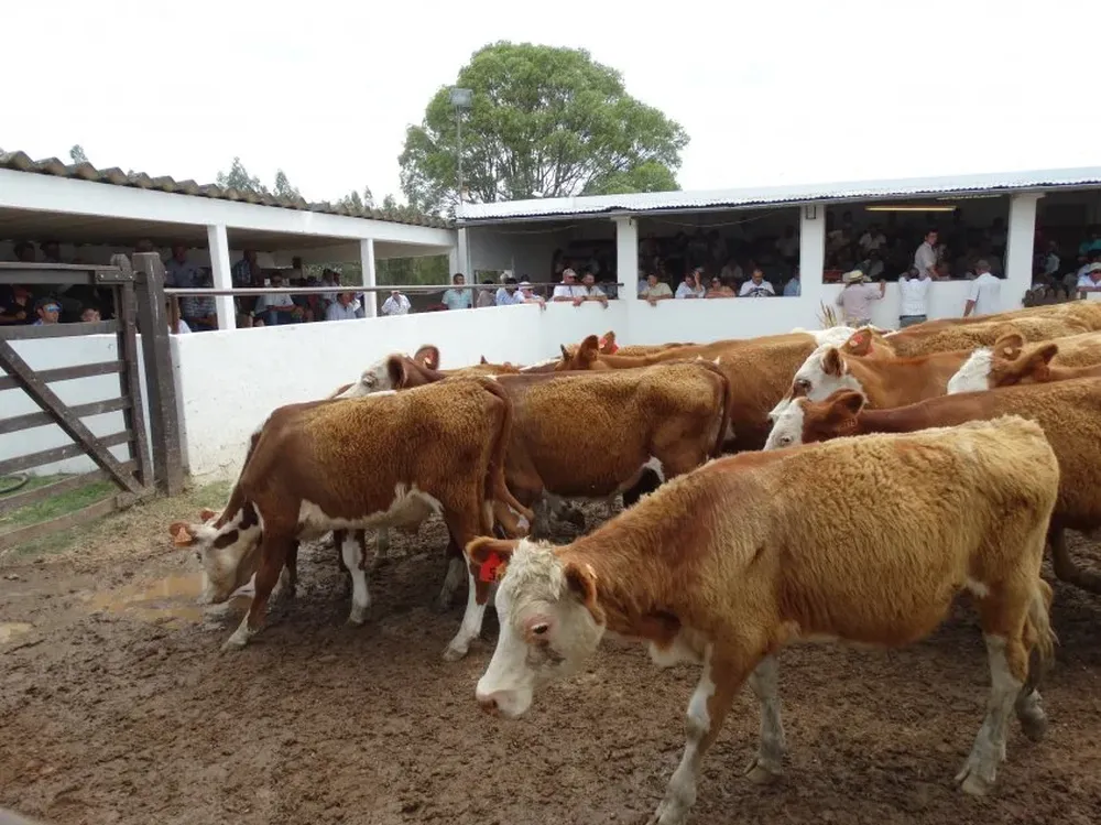 Mercado ágil en Cuchilla de Silvera