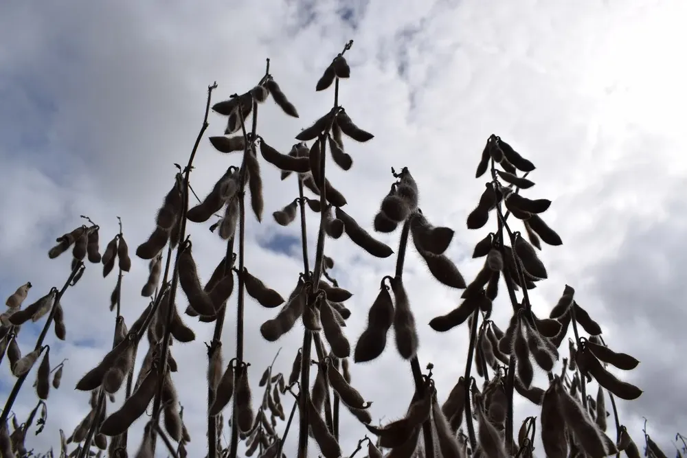 El cultivo de soja, el principal en el área agrícola nacional, se extendió sobre un millón de hectáreas.