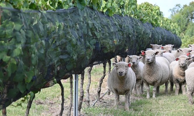 Ovinos en viñedos: manejo validado por el INIA y disponible para los productores.