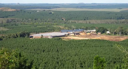 Plantación forestal (archivo).