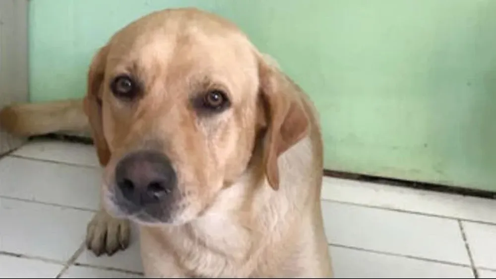 Paco cayó en un pozo negro.