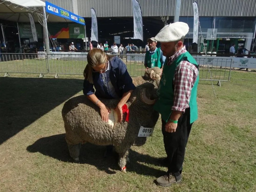 Sara Azambuja Jones trabajando en la pista del Merino Australiano.