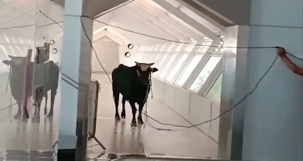 El toro fue capturado dentro del banco.