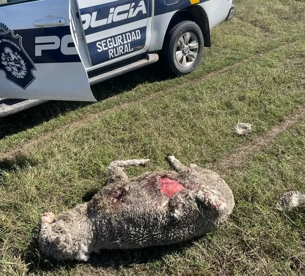 Algunos de los ovinos atacados tienen un valor estimado en varios miles de dólares.