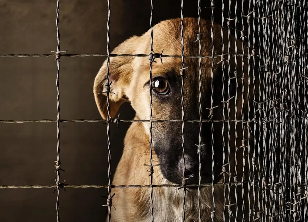 son buenos refugios para perros